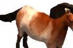 Wildlife Park: Wild Creatures (PC)