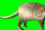 Wildlife Park: Wild Creatures (PC)