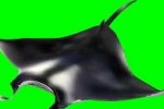 Wildlife Park: Wild Creatures (PC)