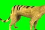 Wildlife Park: Wild Creatures (PC)