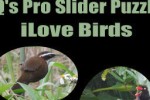 Q's Slider Puzzle: iLove Birds (iPhone/iPod)