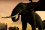 Afrika (PlayStation 3)