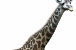 Afrika (PlayStation 3)