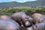 Afrika (PlayStation 3)