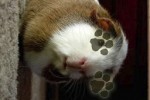 Pic Hunt : Pets (iPhone/iPod)