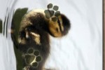 Pic Hunt : Pets (iPhone/iPod)