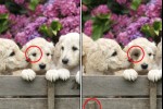 Spot the Differences! (iPhone/iPod)