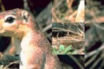 Puzzilla Animals (iPhone/iPod)