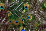 Puzzilla Animals (iPhone/iPod)