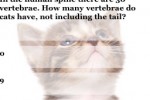 Cat Trivia (iPhone/iPod)