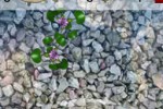Redneck Fishing (iPhone/iPod)