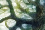 Runes of Magic Chapter II: The Elven Prophecy (PC)