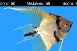 Name This Fish (iPhone/iPod)