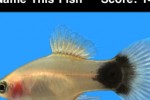 Name This Fish (iPhone/iPod)