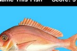 Name This Fish (iPhone/iPod)