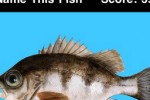 Name This Fish (iPhone/iPod)
