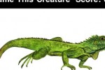 Name This Creature (iPhone/iPod)