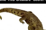 Name This Creature (iPhone/iPod)