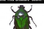 Name This Creature (iPhone/iPod)