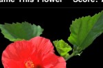 Name This Flower (iPhone/iPod)