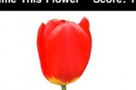 Name This Flower (iPhone/iPod)