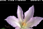 Name This Flower (iPhone/iPod)