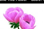 Name This Flower (iPhone/iPod)