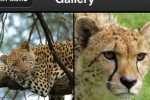 Animal Puzzle: Play & Learn (iPhone/iPod)