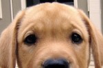 The Pet Show (iPhone/iPod)