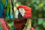 Animal Puzzle (iPhone/iPod)