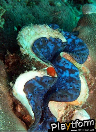 Puzzle Arabian Sea (iPhone/iPod)