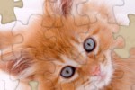 Kitten Jigsaw Puzzle (iPhone/iPod)