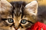 Kitten Jigsaw Puzzle (iPhone/iPod)