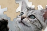 Kitten Jigsaw Puzzle (iPhone/iPod)