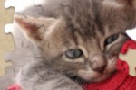 Kitten Jigsaw Puzzle (iPhone/iPod)