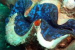 Puzzle Arabian Sea (iPhone/iPod)