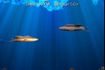 Submarine (iPhone/iPod)