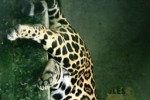 Jaguar (iPhone/iPod)