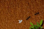 Find Ants (iPhone/iPod)