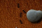 Find Ants (iPhone/iPod)