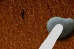 Find Ants (iPhone/iPod)