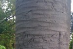 The Hidden Park (iPhone/iPod)