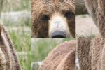 SlidePuzzle - Bear (iPhone/iPod)