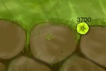 Ant's Village (iPhone/iPod)