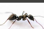Wordex - English (iPhone/iPod)
