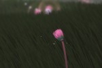 Flower (PlayStation 3)