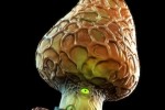 Mushroom Men: The Spore Wars (Wii)