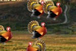 Turkey Hunt (iPhone/iPod)