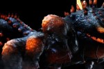 Lost Planet 2 (Xbox 360)