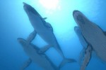Endless Ocean Blue World (Wii)
